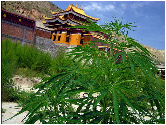 Tibet_01 (271K)